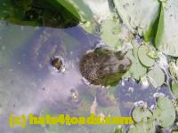 /home//u458753944/public_html/sourcegallery//Frogs/More bullfrogs/DSCN4295.JPG
